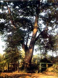 ��� � ���� ������