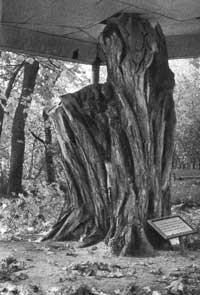 ���, ���������� �����������